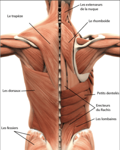 les muscles du dos anti mal de dos